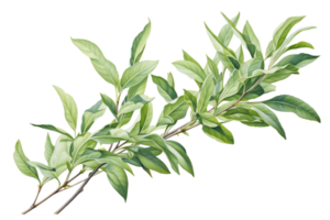 A leafy green branch with a few leaves on it. The branch is thin and long. The leaves are green and have a shiny appearance png