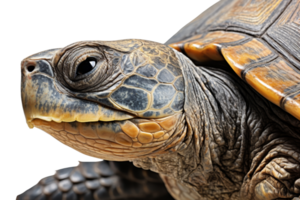 A turtle with a brown and black shell and a yellow beak. The turtle is looking at the camera png