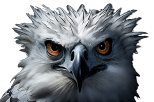 A close up of a bald eagle's face with its eyes open and its beak visible. Concept of strength and power, as the eagle's piercing gaze seems to look directly at the viewer png