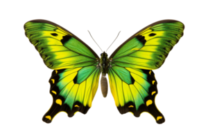 Beautiful yellow and green butterfly with black markings, isolated on a transparent background. showcasing vibrant colors and detailed wing patterns. png
