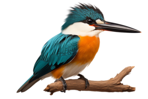 A blue and orange bird is perched on a branch. The bird has a long beak and is looking to the right png