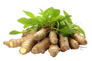 A bunch of ginger root with green leaves on top png