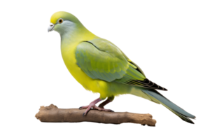 A yellow bird is perched on a branch. The bird is small and has a green body. It is looking to the left png