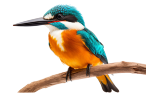 een blauw en oranje vogel is neergestreken Aan een Afdeling. de vogel is op zoek naar de Rechtsaf. de beeld heeft een kalmte en vredig humeur png