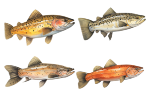 Four different types of fish are shown in a row png