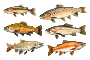 A collection of different types of fish, including rainbow trout, are shown in various sizes and colors png