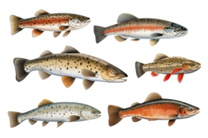 A collection of fish with different colors and sizes. The fish are arranged in a row, with the largest fish on the left and the smallest fish on the right. The colors of the fish vary png