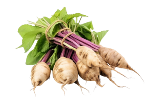 A bunch of purple and white beets are tied together. The beets are fresh and ready to be eaten png