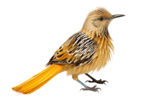 Beautiful bird with bright yellow-orange tail and intricate feather patterns, isolated on transparent background. Perfect for nature and wildlife themes. png