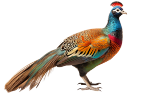 Vibrant and colorful pheasant displaying its stunning feathers and unique patterns against a transparent background. png
