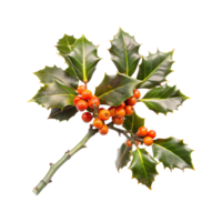 A branch of holly with berries on it png