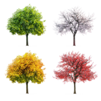 4 tree with different color of each season png