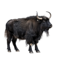 Yak side view full body isolate on transparency background png