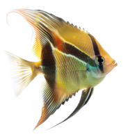 Angelfish front view full body isolate on transparency background png