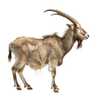 Markhor side view full body isolate on transparency background png