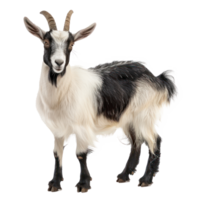 Alpine Goat side view full body isolate on transparency background png