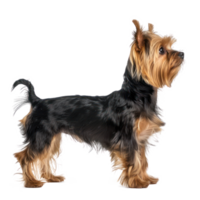 Yorkshire Terriers side view full body isolate on transparency background png