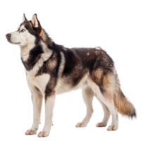 Huskies side view full body isolate on transparency background png