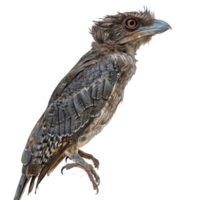 Potoo bird side view full body isolate on transparency background png