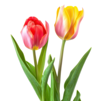 Tulip flower isolate on transparency background png