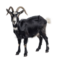 Alpine Goat full body isolate on transparency background png