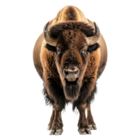 Bison front view full body isolate on transparency background png
