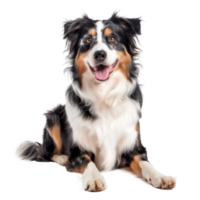 Australian Shepherds front view full body isolate on transparency background png