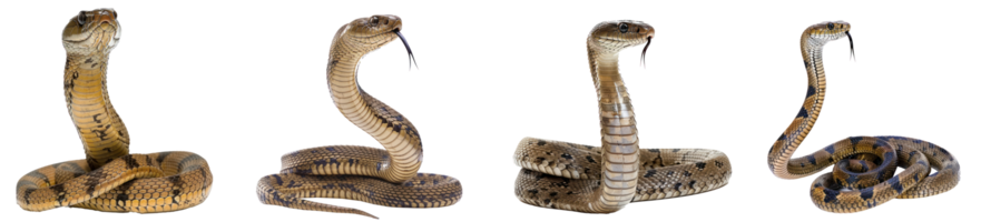 King Cobra full body isolate on transparency background png
