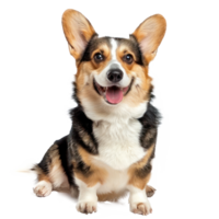 Corgis front view full body isolate on transparency background png