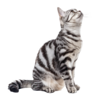 American Shorthairs cat pet side view full body isolate on transparency background png