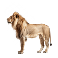 Asiatic Lion side view full body isolate on transparency background png