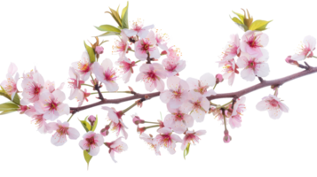 Cherry blossom branch flower isolate on transparency background png