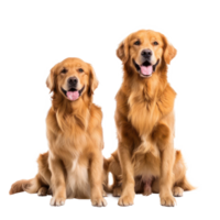 dorado perros perdigueros frente ver lleno cuerpo aislar en transparencia antecedentes png