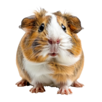 Guinea Pigs pet front view full body isolate on transparency background png