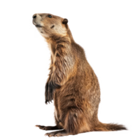 Biber Seite Aussicht voll Körper isolieren auf Transparenz Hintergrund png