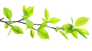 Bright green Spring leaves branch isolate on transparency background png