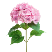 Hydrangea flower front view full length isolate on transparency background png
