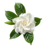 Gardenia flower front view full length isolate on transparency background png