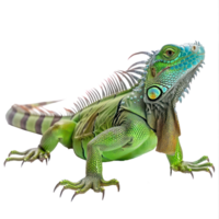 Green Iguanas pet side view full body isolate on transparency background png