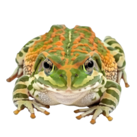 Pacman Frog pet front view full body isolate on transparency background png