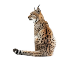 Wild cat side view full body isolate on transparency background png