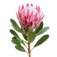 Protea flower isolate on transparency background png