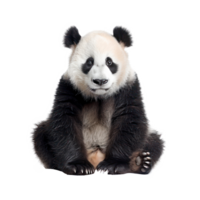 Panda front view full body isolate on transparency background png