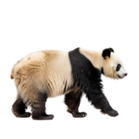 Giant Panda side view full body isolate on transparency background png