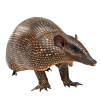 Armadillo side view full body isolate on transparency background png