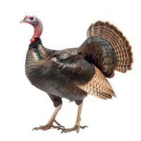Turkey bird side view full body isolate on transparency background png
