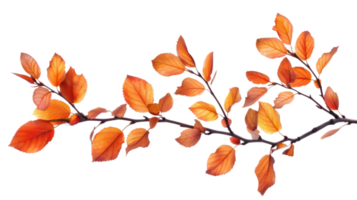 Autumn branch and leaves isolate on transparency background png