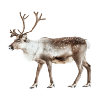 Reindeer side view full body isolate on transparency background png