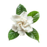 Gardenia flower top view full length isolate on transparency background png