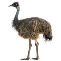 Emu full body isolate on transparency background png